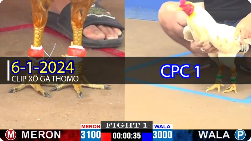 Overview of Cambodian cockfighting