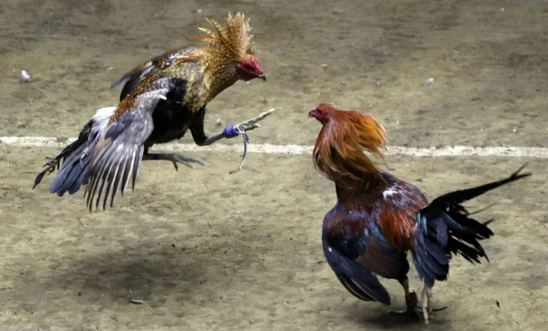 What is Cambodian cockfighting?