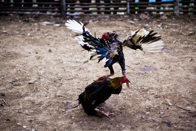 Learn how to play Cambodian cockfighting online