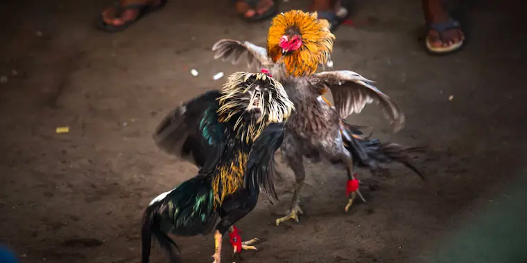 Cockfighting with iron spurs